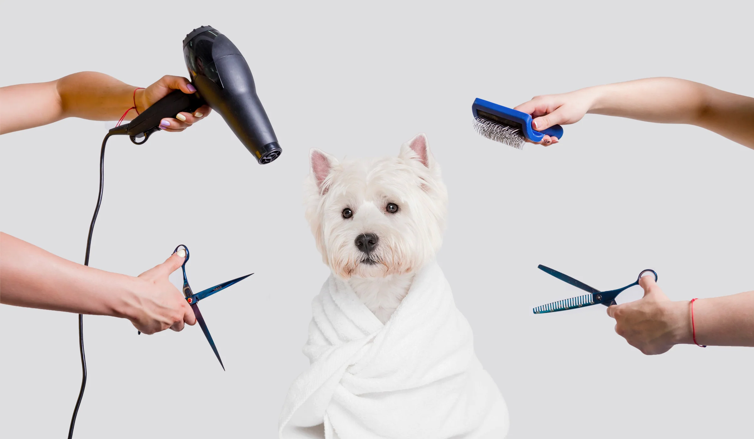 ARTERO Store -ARTERO Store dog grooming tools for beginners cover